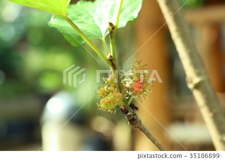 mulberry on the branch mulberry on the branch 35186899