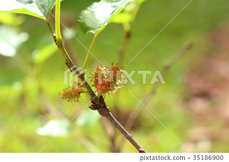 mulberry on the branch mulberry on the branch 35186900