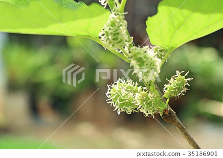 mulberry on the branch mulberry on the branch 35186901