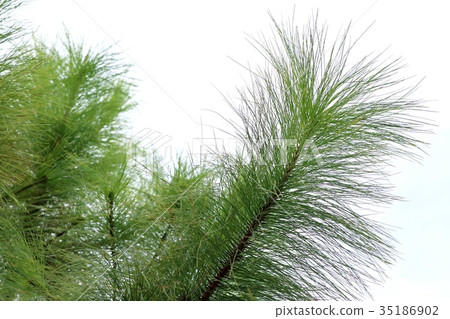 Pine tree Pine tree 35186902