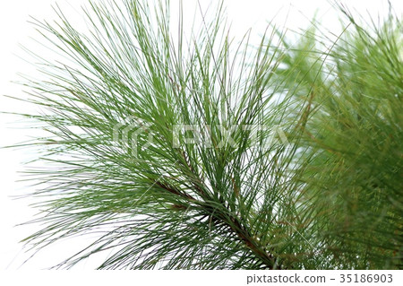 Pine tree Pine tree 35186903