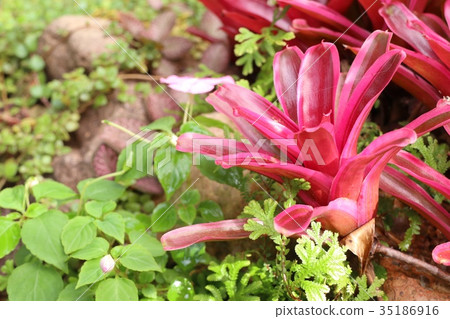 Bromeliad Bromeliad 35186916
