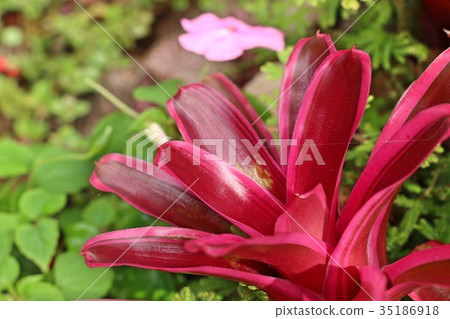 Bromeliad Bromeliad 35186918