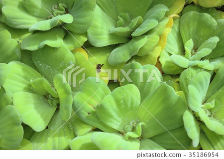 water lettuce 35186954