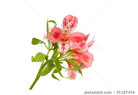 Pink alstroemeria Pink alstroemeria 35187354