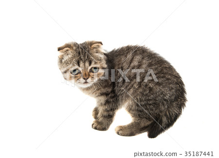Gray kitten 35187441
