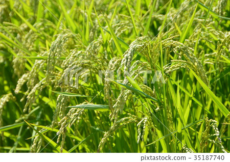 Kana Aoba who can hang his head as it grows (Sado Island / Niigata Prefecture) Kana Aoba who can hang his head as it grows (Sado Island / Niigata Prefecture) 35187740