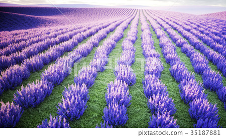 butterflies in lavender field. concept of nature 35187881