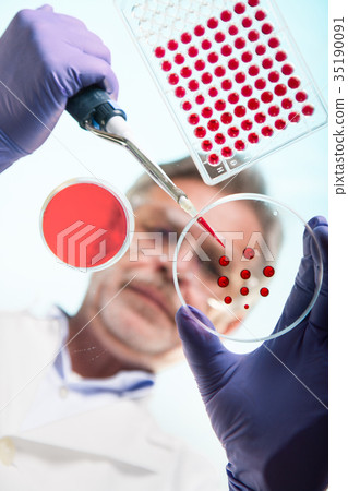 Senior life science researcher grafting bacteria. Senior life science researcher grafting bacteria. 35190091
