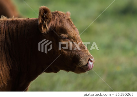 Head of a brown cow 35190265