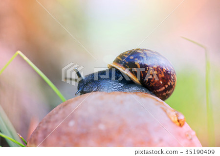 Snail on the top of leccinum mushroom Snail on the top of leccinum mushroom 35190409