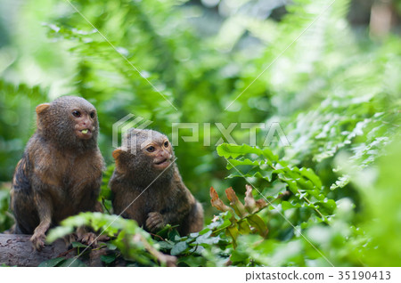 Pair of pygmy monkeys Pair of pygmy monkeys 35190413
