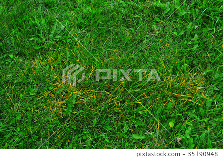 Green grass natural background texture Green grass natural background texture 35190948