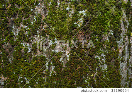 Moss on the tree Moss on the tree 35190964