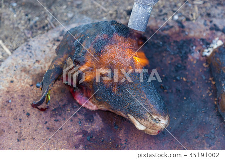in villages killed a sheep in villages killed a sheep 35191002