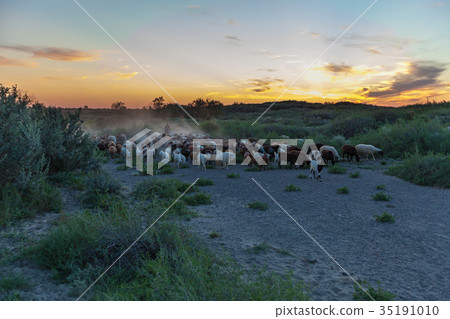 shepherds drive sheep shepherds drive sheep 35191010