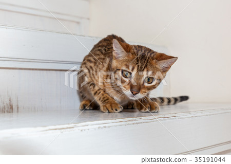 Bengali domestic kitten 35191044
