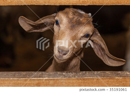 little brown goat 35191061
