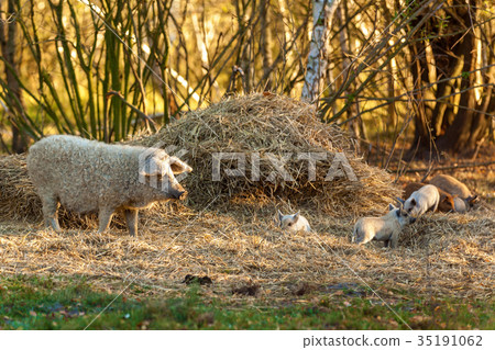 breed of curly pigs 35191062
