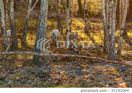 breed of curly pigs breed of curly pigs 35191064