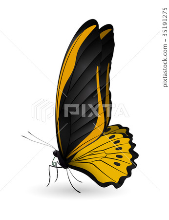 Beautiful butterfly isolated on a white background Beautiful butterfly isolated on a white background 35191275