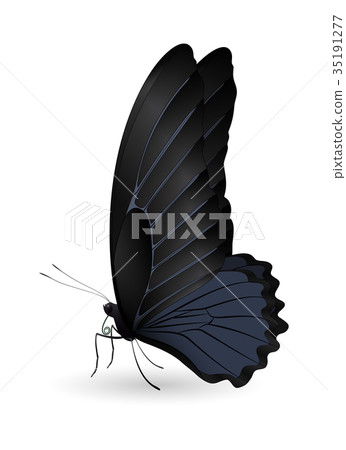 Beautiful butterfly isolated on a white background Beautiful butterfly isolated on a white background 35191277