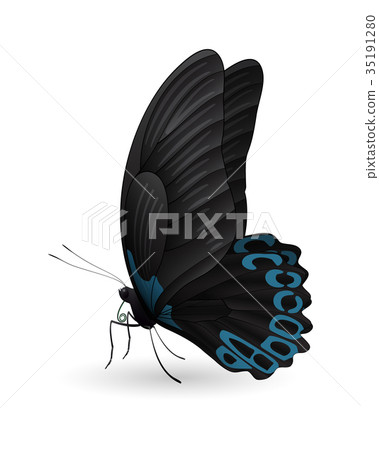 Beautiful butterfly isolated on a white background Beautiful butterfly isolated on a white background 35191280