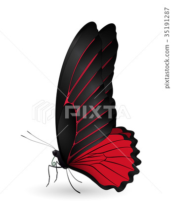 Beautiful butterfly isolated on a white background Beautiful butterfly isolated on a white background 35191287
