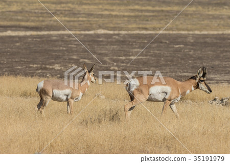 Pronghorn Buck and Doe Pronghorn Buck and Doe 35191979