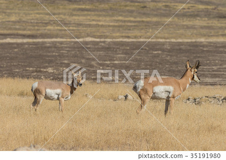 Pronghorn Buck and Doe Pronghorn Buck and Doe 35191980