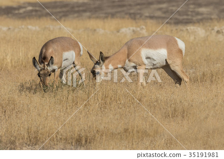 Pronghorn Antelope Does Pronghorn Antelope Does 35191981