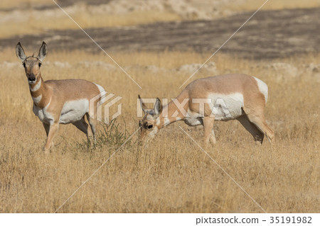 Pronghorn Antelope Does Pronghorn Antelope Does 35191982