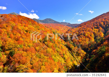 Autumn leaves of Mt. Hakkoda 35192641