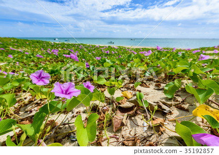 Gunby Hirgao of Okinawa Gunby Hirgao of Okinawa 35192857