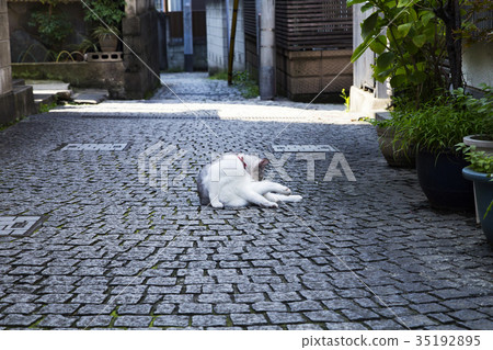 神樂坂石路面和貓 35192895