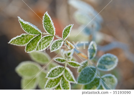 Frozen leaves with frost Frozen leaves with frost 35193090