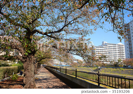 Around Totsuka Station, Totsuka Ward, Yokohama-shi Hagiogawa Riverbed Boardwalk 35193206