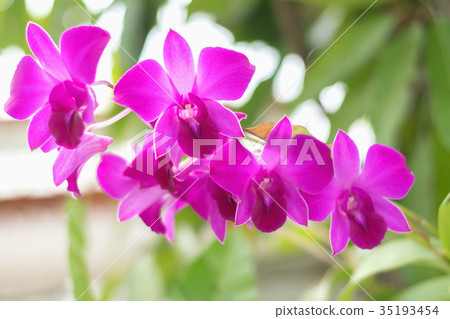 close up beauty orchid flower in garden close up beauty orchid flower in garden 35193454