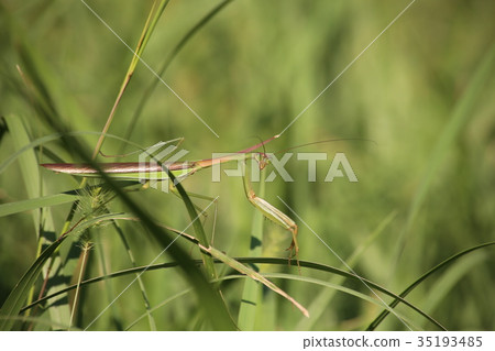 Mantis clam 35193485