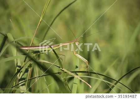 Mantis clam Mantis clam 35193487