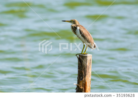 Chinese Pond Heron Ardeola bacchus. 35193628