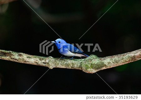 Black-naped Monarch, Scientific name 35193629