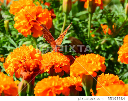 停留在萬壽菊的蝴蝶 35193684