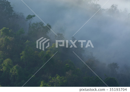 Fog covered forest. 35193704