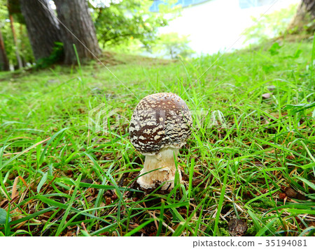 森林蘑菇 森林蘑菇 35194081