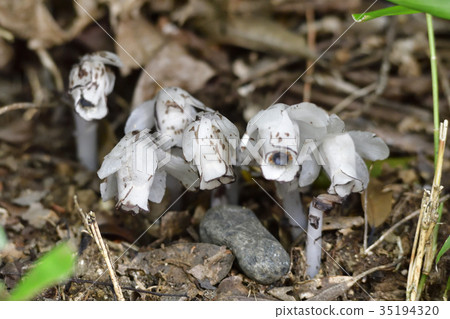 Gin Ryuso (Ginryosu) 35194320