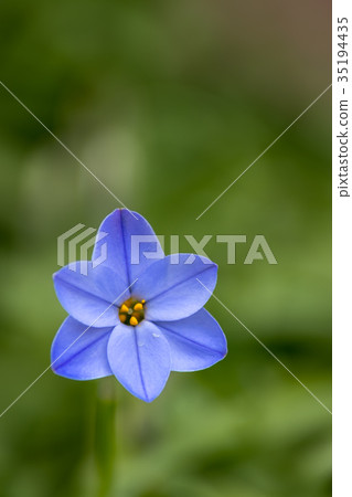 哈納花花 35194435