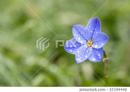 哈納花花 35194440