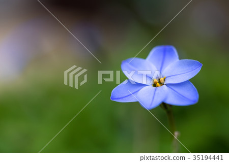 哈納花花 35194441