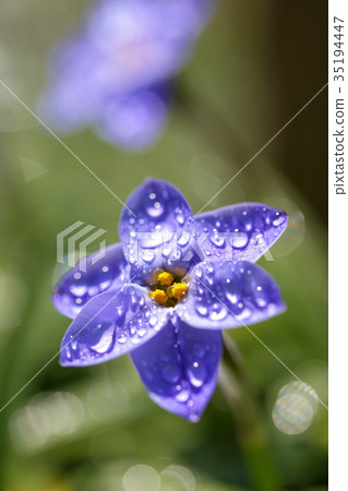 哈納花花 35194447